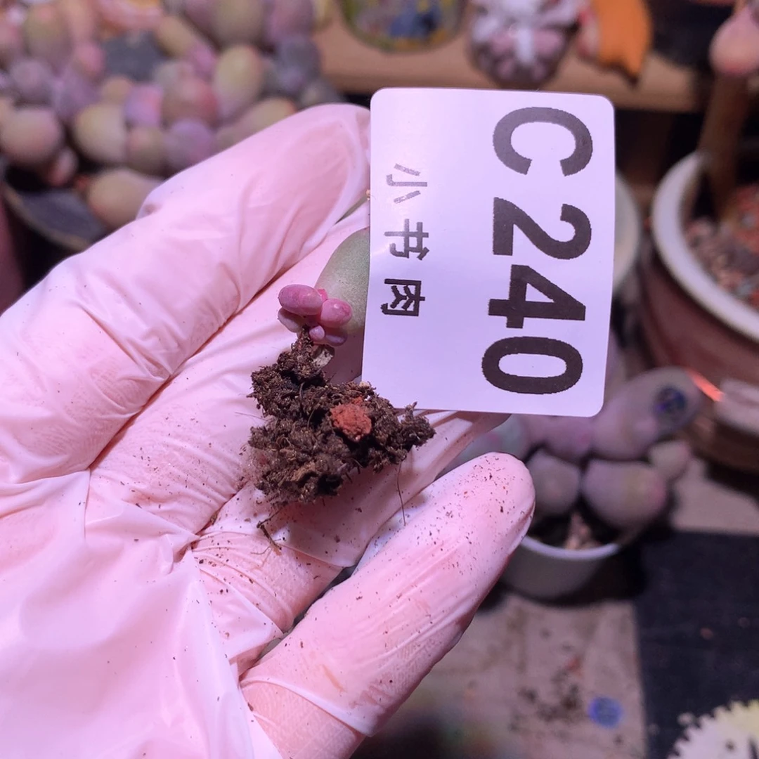 240，韩国正版彩虹叶插苗