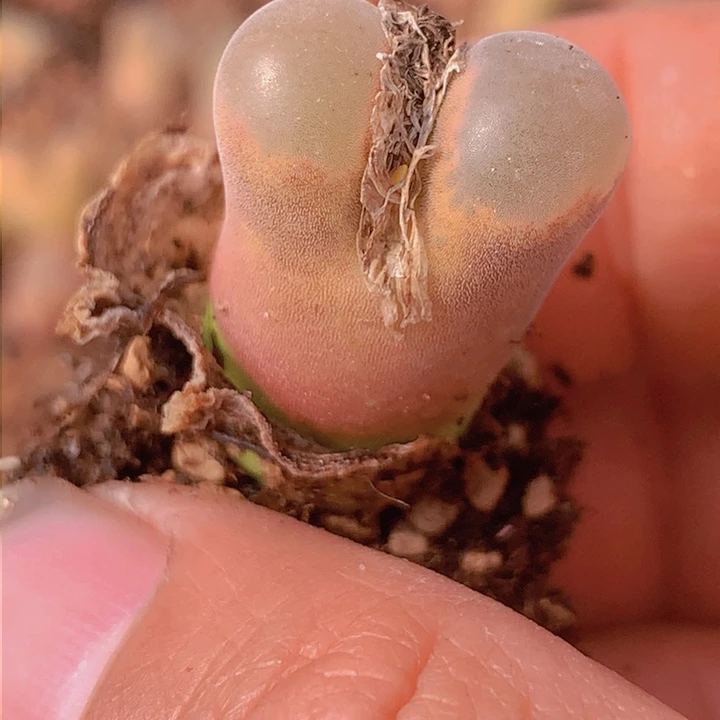 155565566565665555555666665