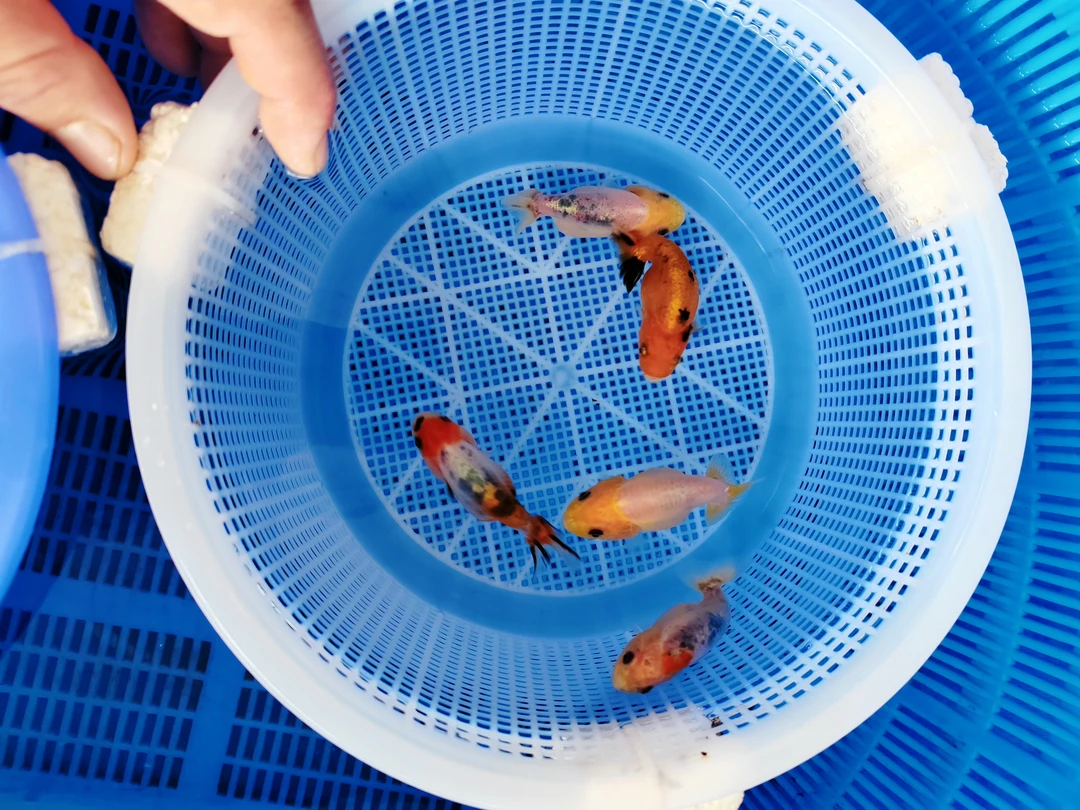 兰寿练手苗随机盲盒京东包邮