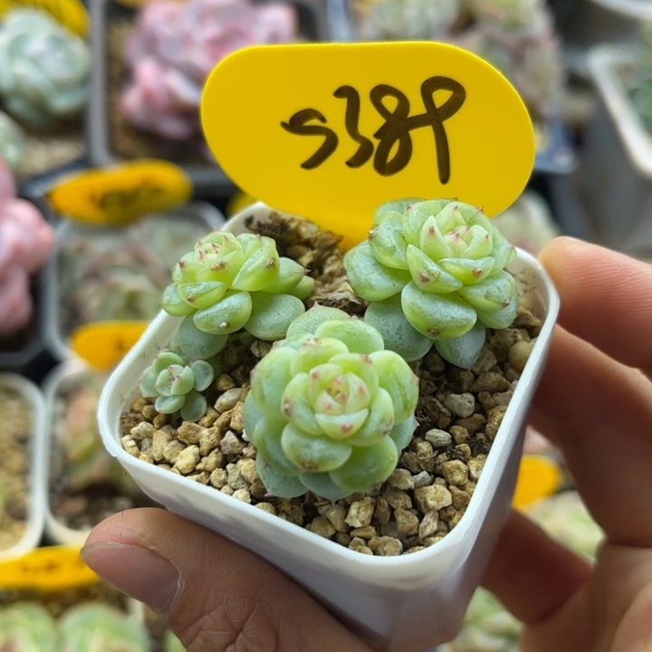 独家白晶体珍妮群5389