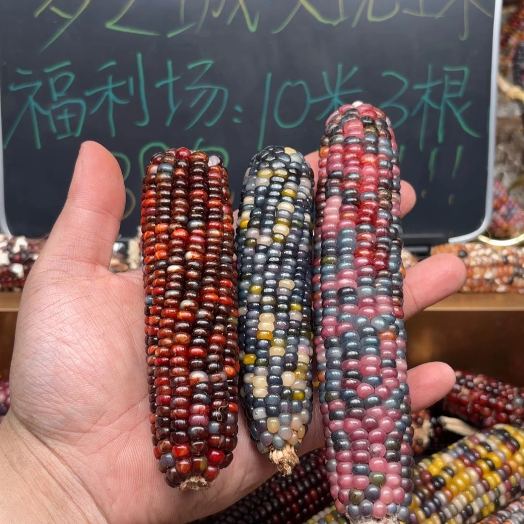 柏香籽/百香籽吊坠贤**忙