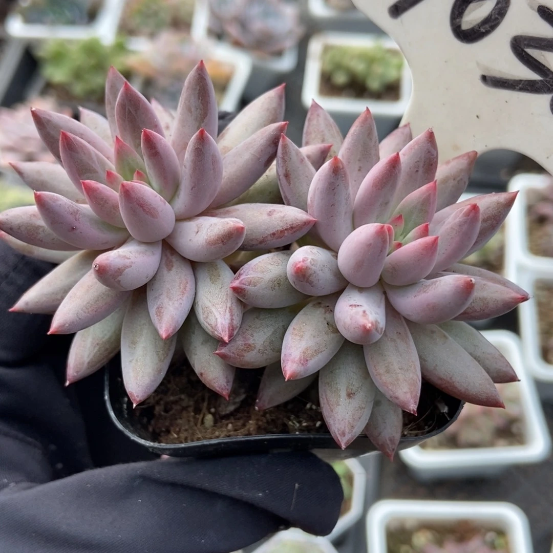 1030虞美人多肉植物多肉