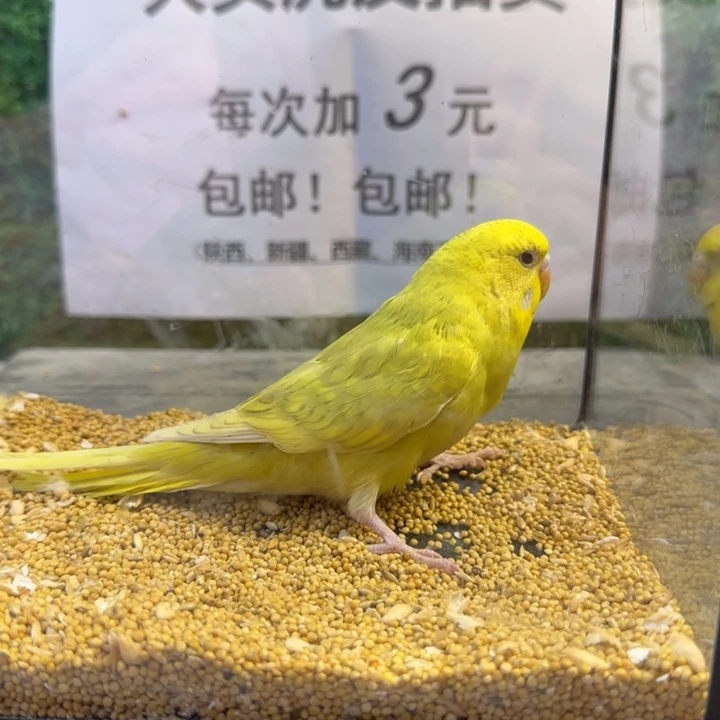 虎皮鹦鹉大头虎皮鹦鹉