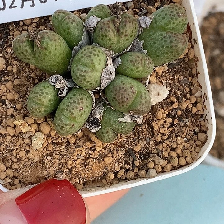 桃喜花园0204-117斑马