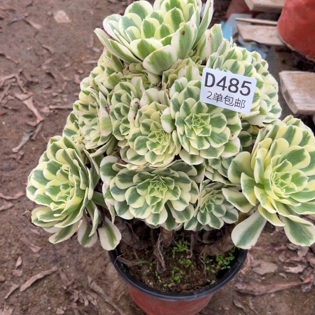 485多肉  迈巴赫不包断头