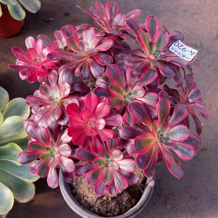 920香多肉12345678多肉