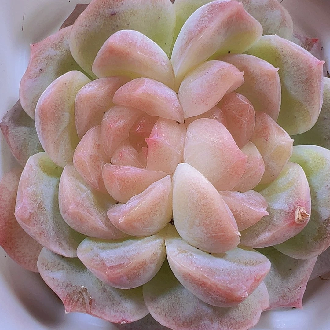 双眼皮泡影19包邮多肉植物