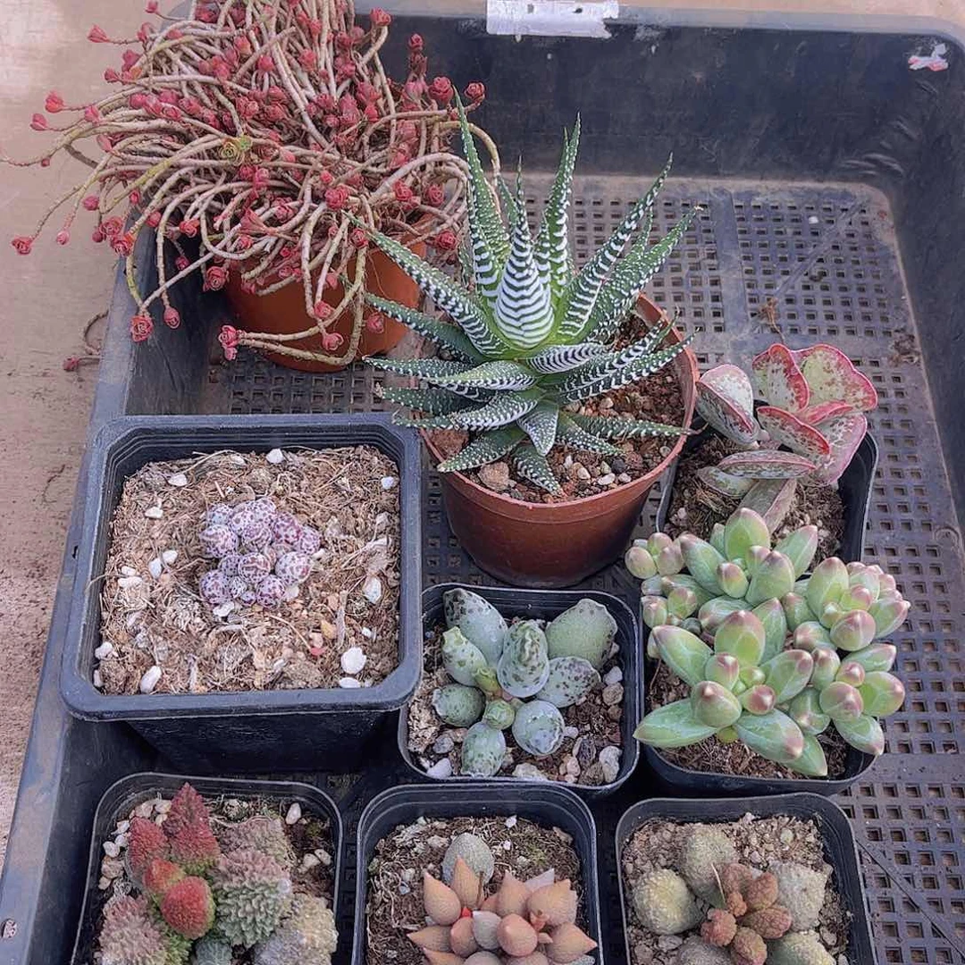 多肉941多肉植物