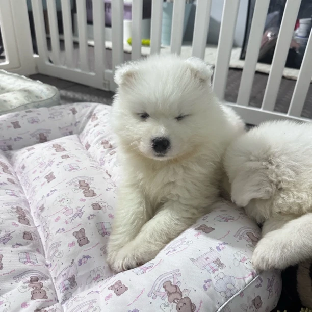 狗狗活体链接12345