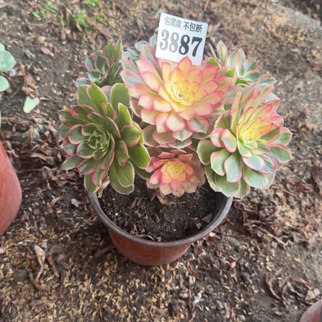 法师丘比特3887 19-40