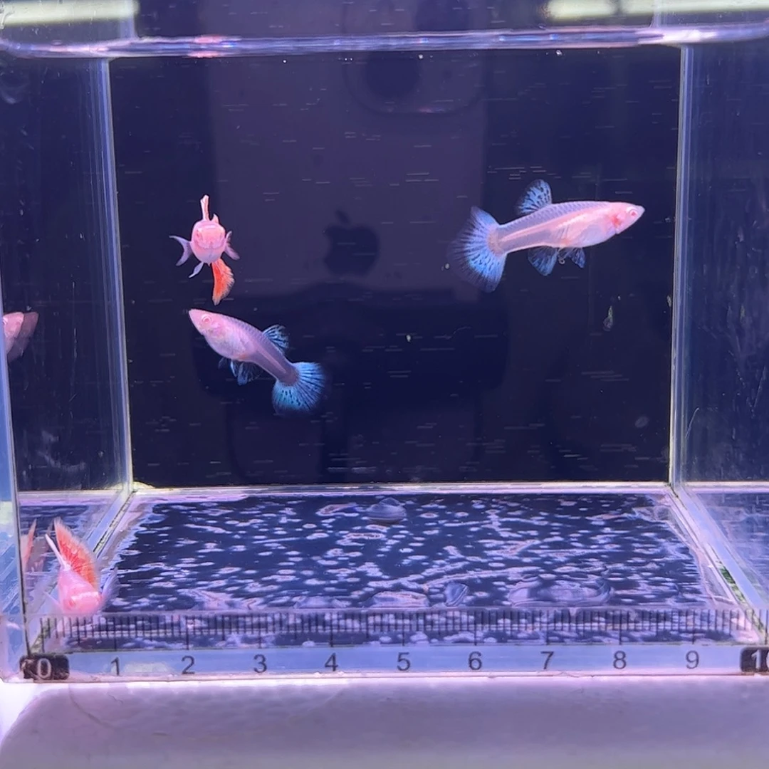 德***孔雀鱼阿诺比象耳2对