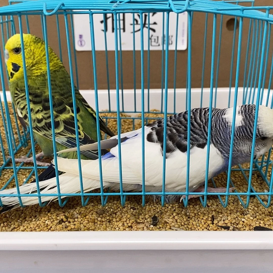 虎皮鹦鹉大头虎皮