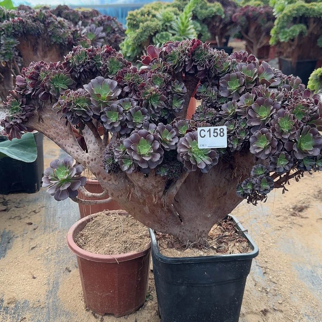 158欧紫朵朵一颗呀呀