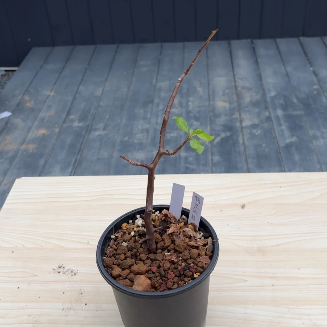 木? 阿皮纳特裂榄。