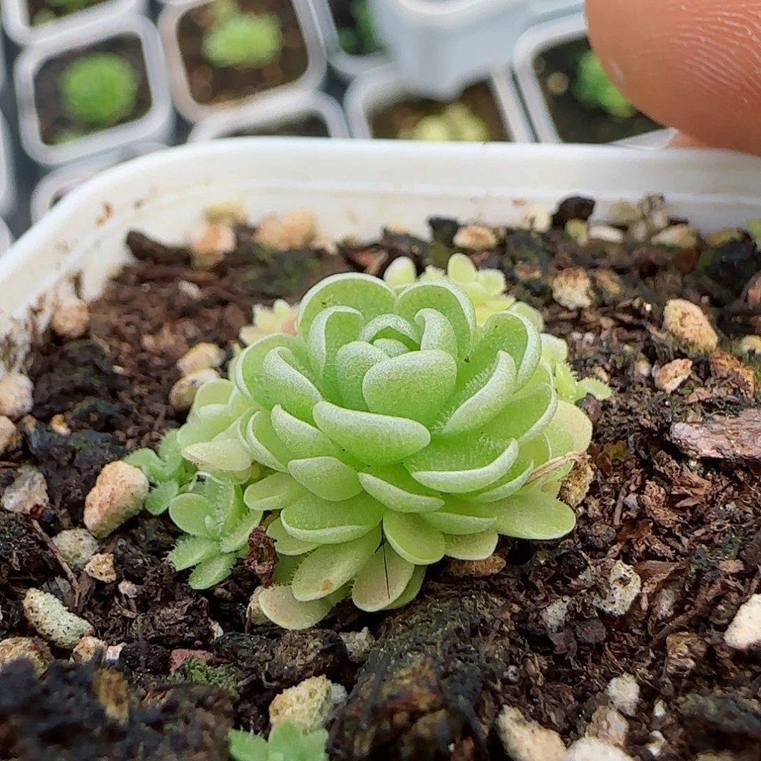 小*友【闪购商品】0426-67