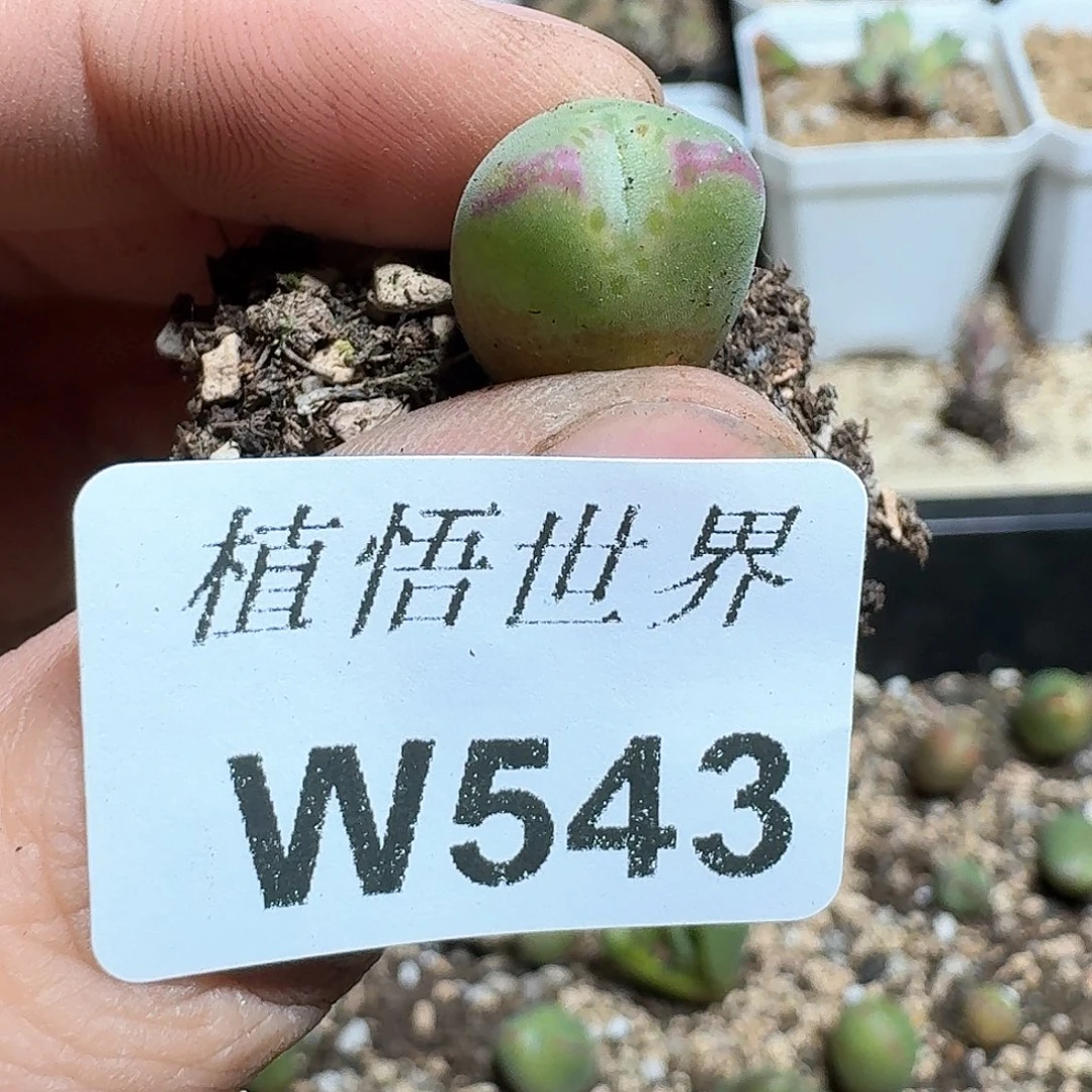 543盒多肉植物哇c