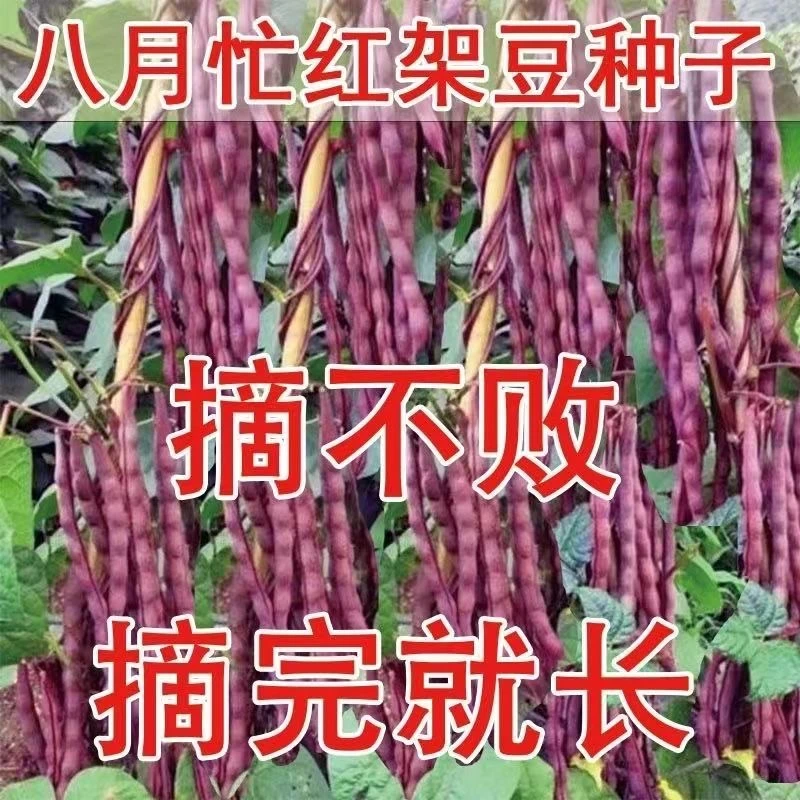 八月忙冻死鬼豆角种子耐寒耐热高产无筋适合家庭种植