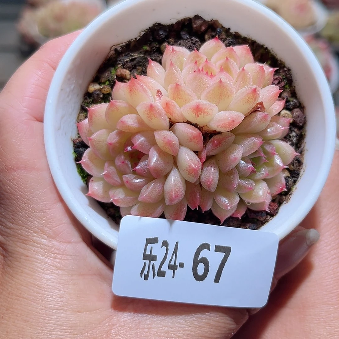 乐24-67麦秆不包整