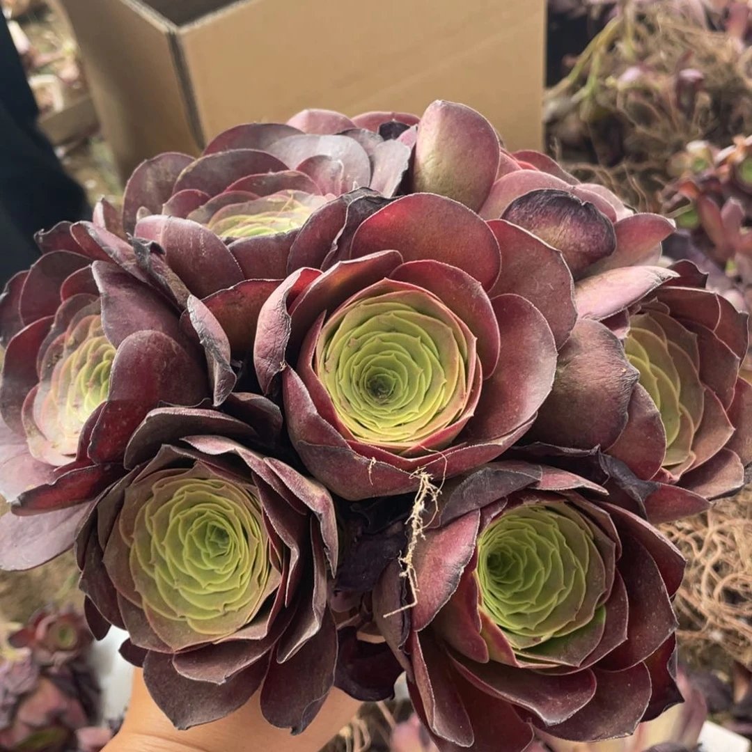 魅金玫瑰单头8颗没有售后