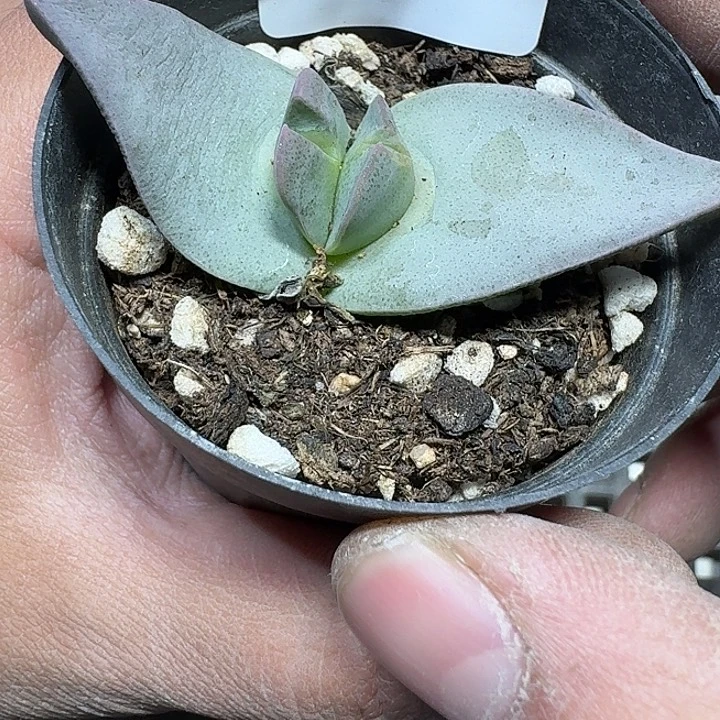 281 多肉植物多肉植物