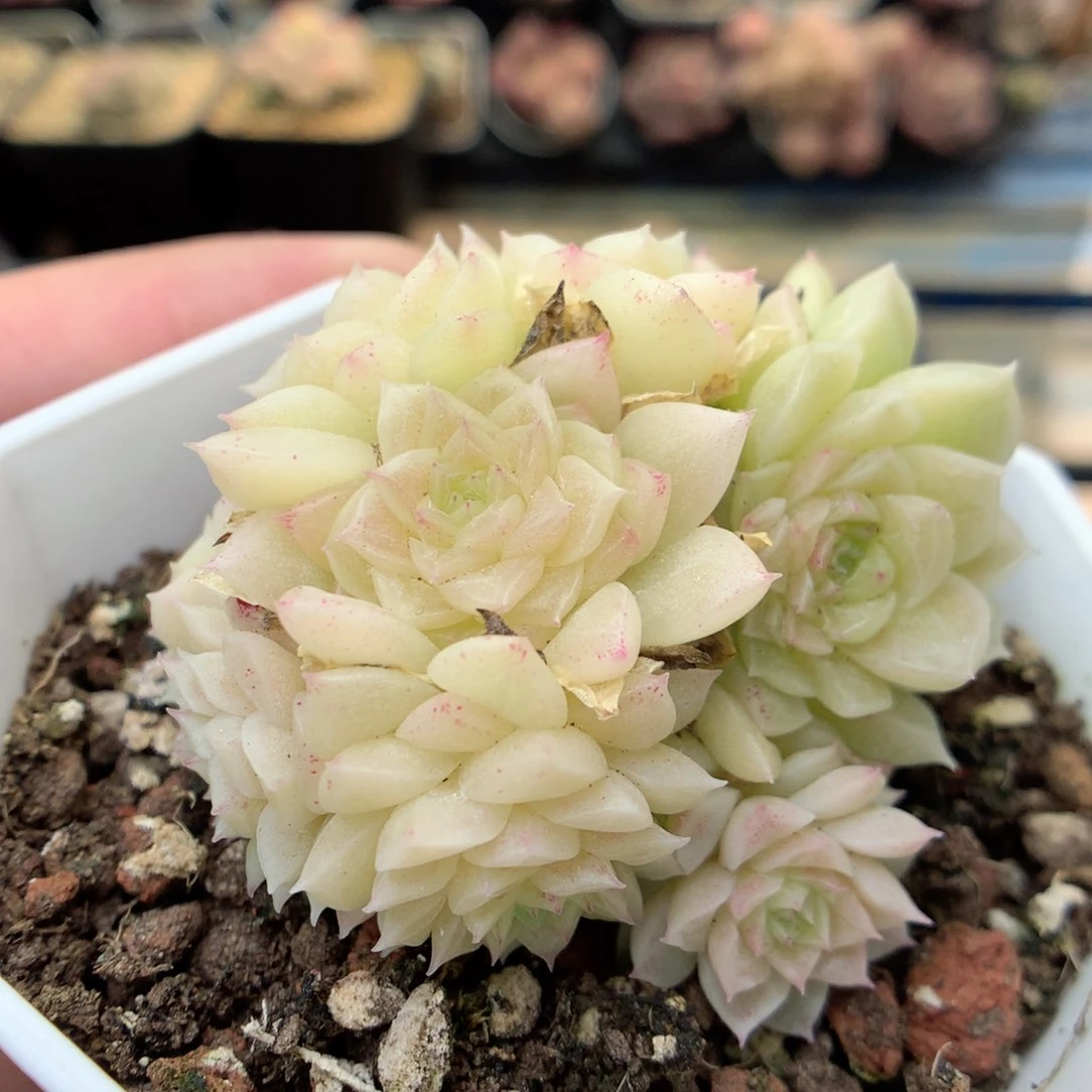 Q91 ，20包邮两天凑单偏远不发货