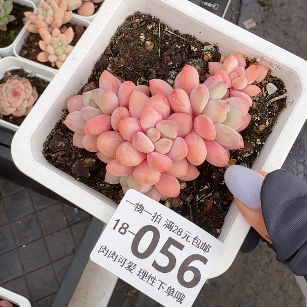 拉丝雨无盆土发货无