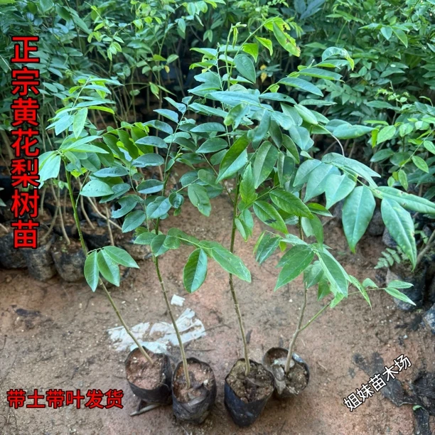 海南黄花梨树苗名贵苗木黄花梨木苗庭院常绿降香黄檀正宗珍贵植物