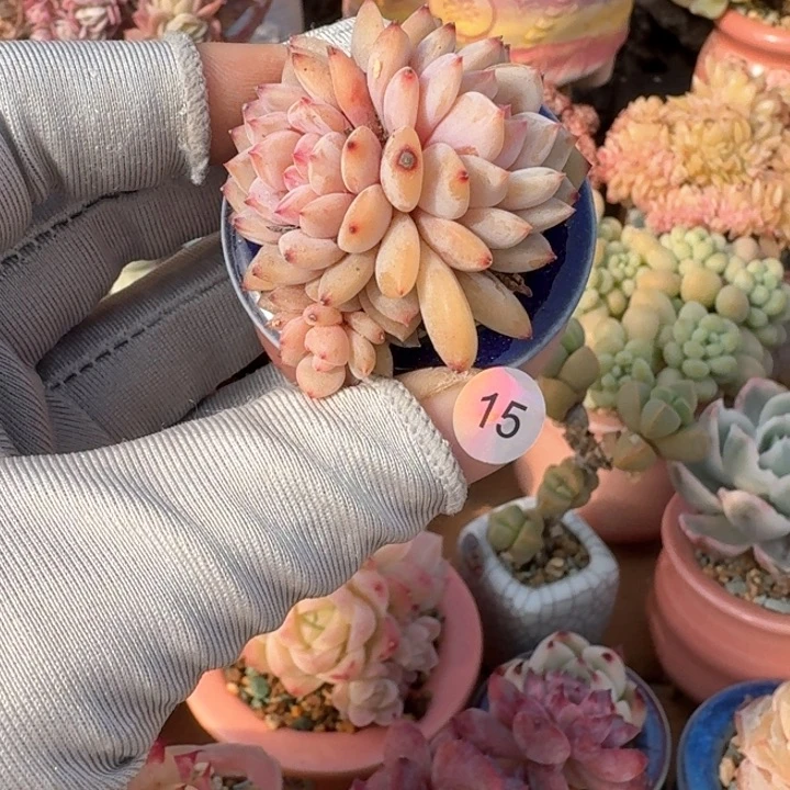 15 多肉含盆土 满30元包 除偏远