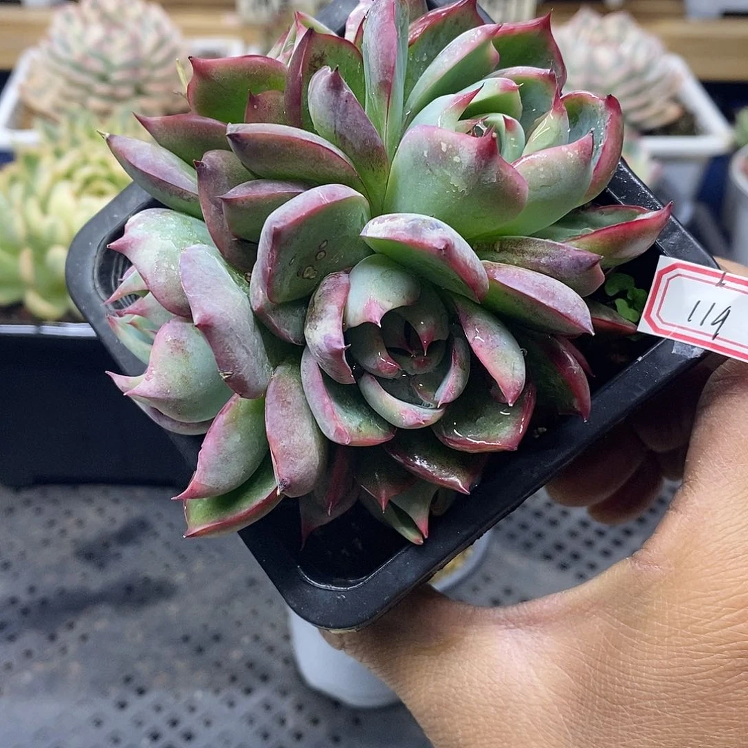 14119 惊鸿仙子 5 头 需延时发货