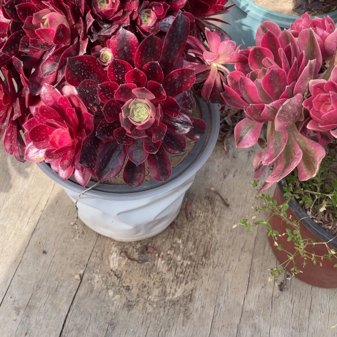 小*孃100000000000。  00056