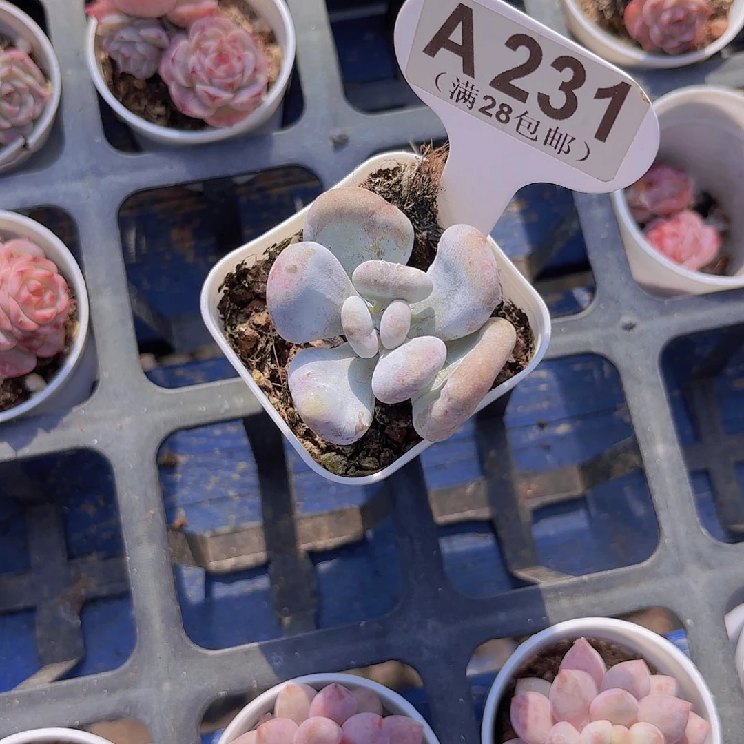 A231油煎丸子一物一拍