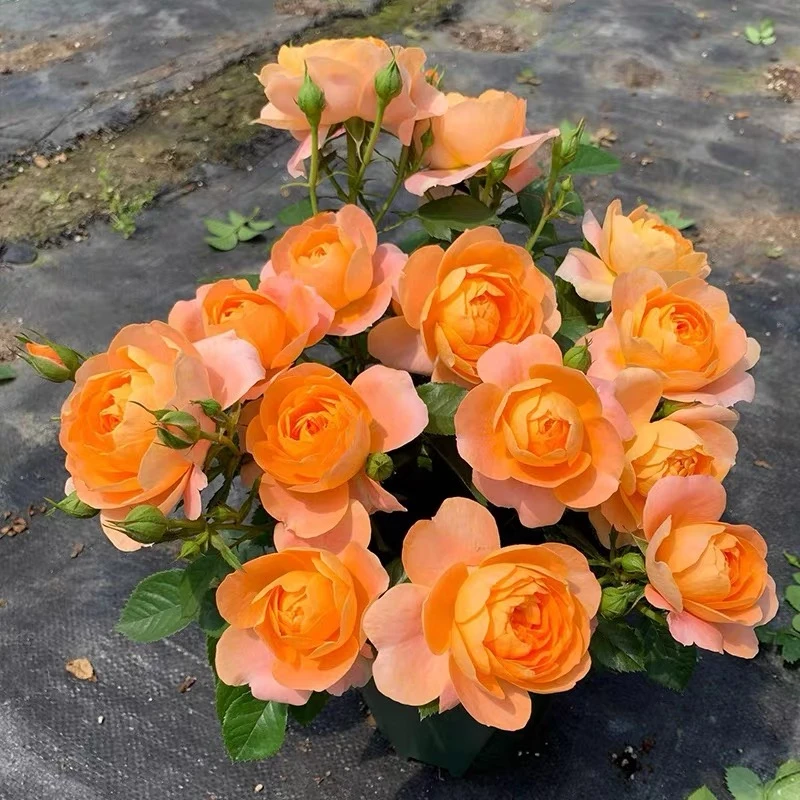 {养死包赔} 三色果汁阳台 高端月季室内阳台花卉绿植盆栽耐寒好养