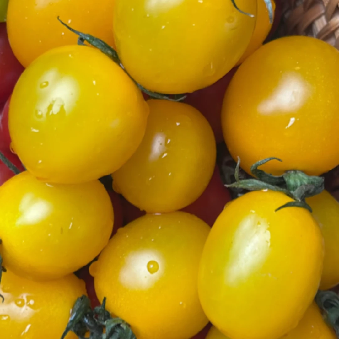 《2025早鲜》黄柿子