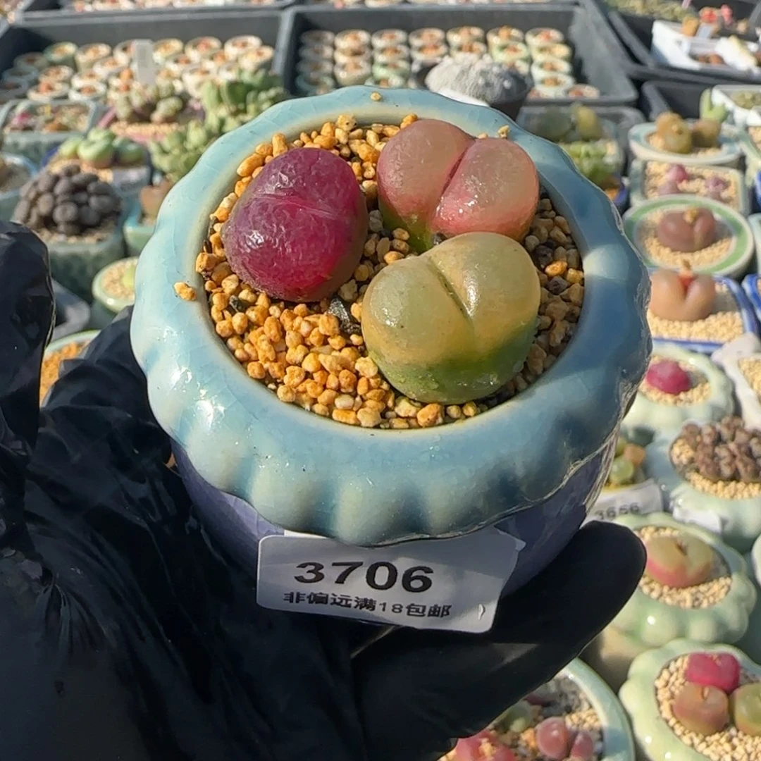 3706--一物一拍 带盆