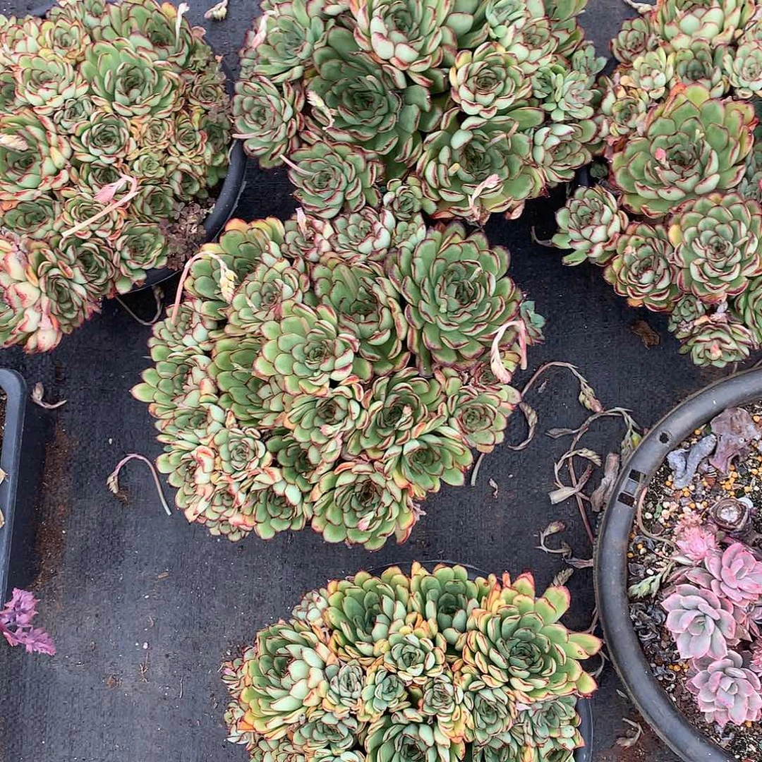 胖哥多肉推荐红边灵隐9.9