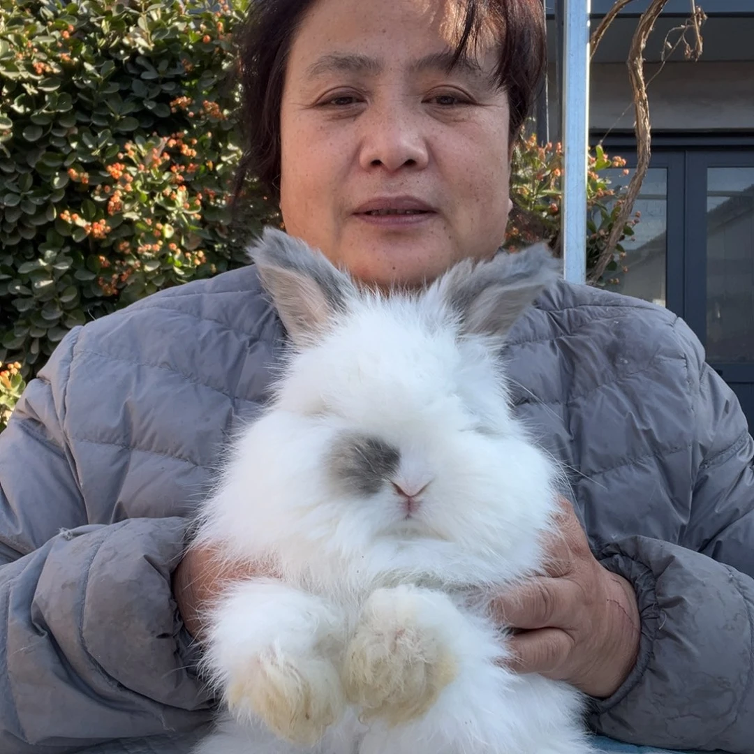 宠物兔英系安哥拉兔