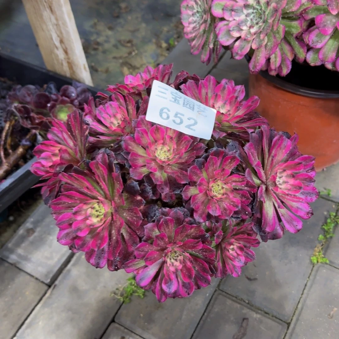 青***角多肉植物652辉煌