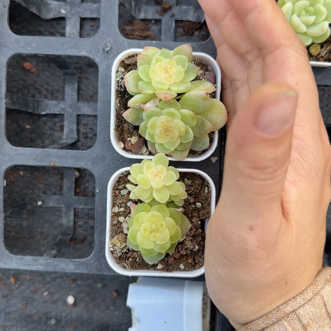 803 盆7床一个满25包邮