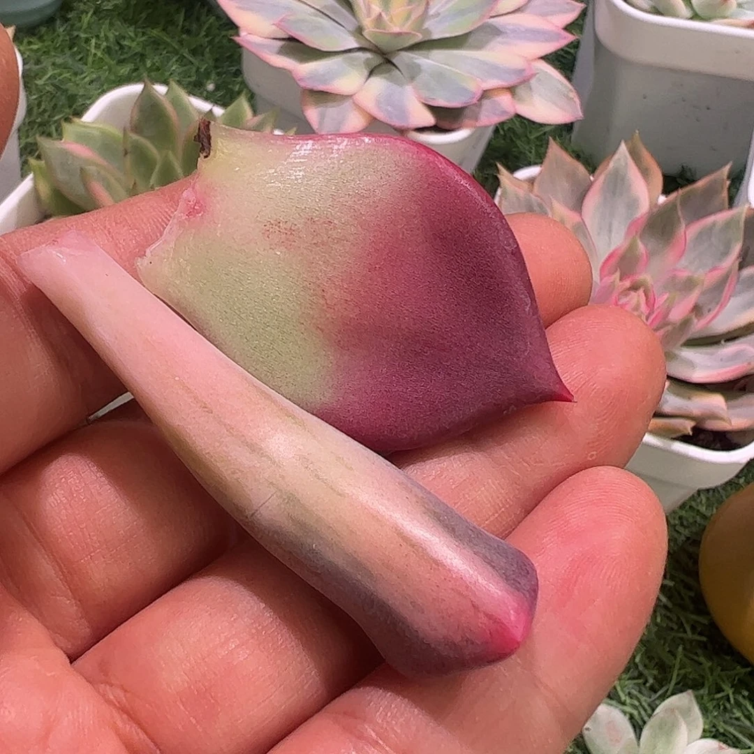 付****多肉植物多肉植物