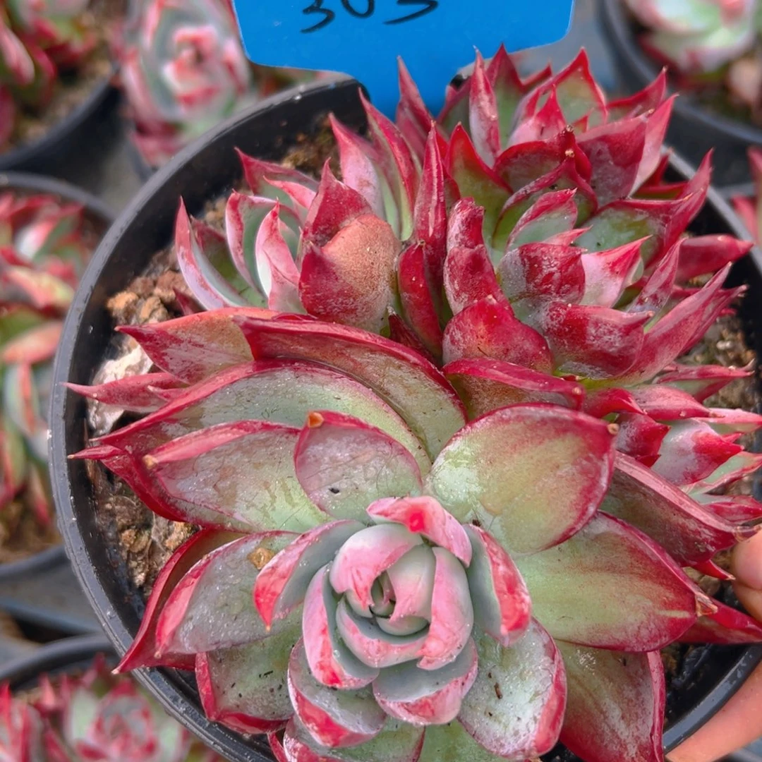 惊鸿群生303号一物一拍