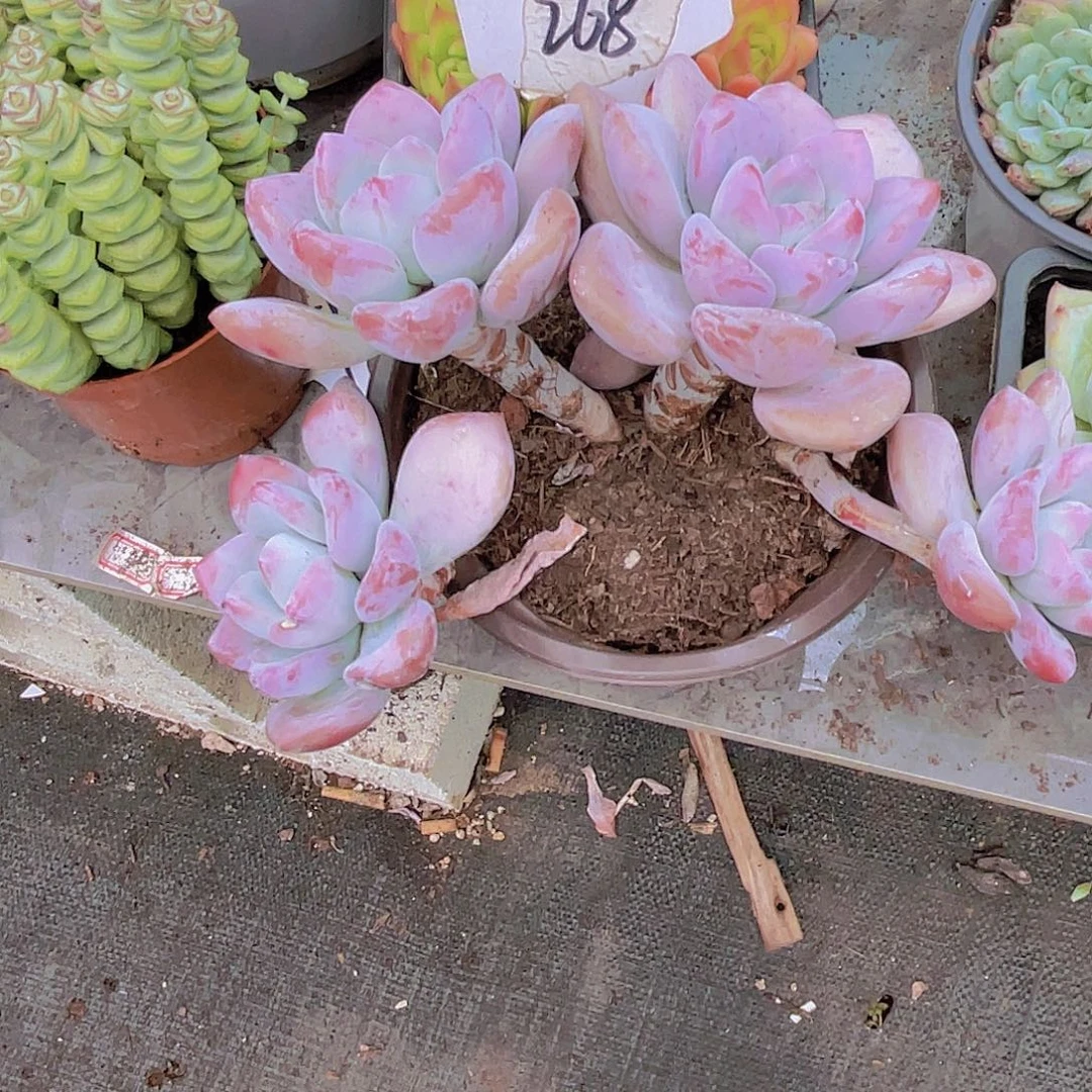 ^***^00000000000000268