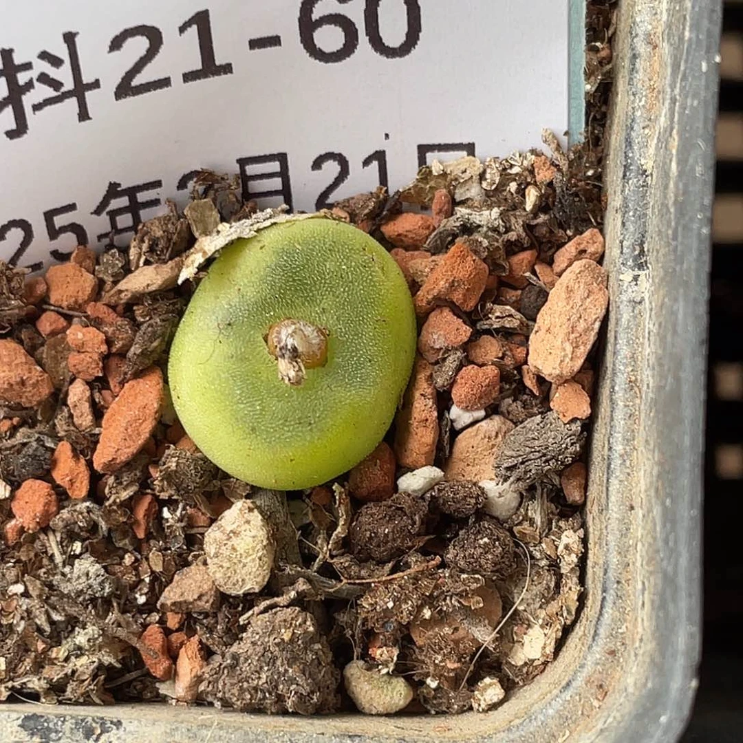 21-60水晶鞋多肉植物