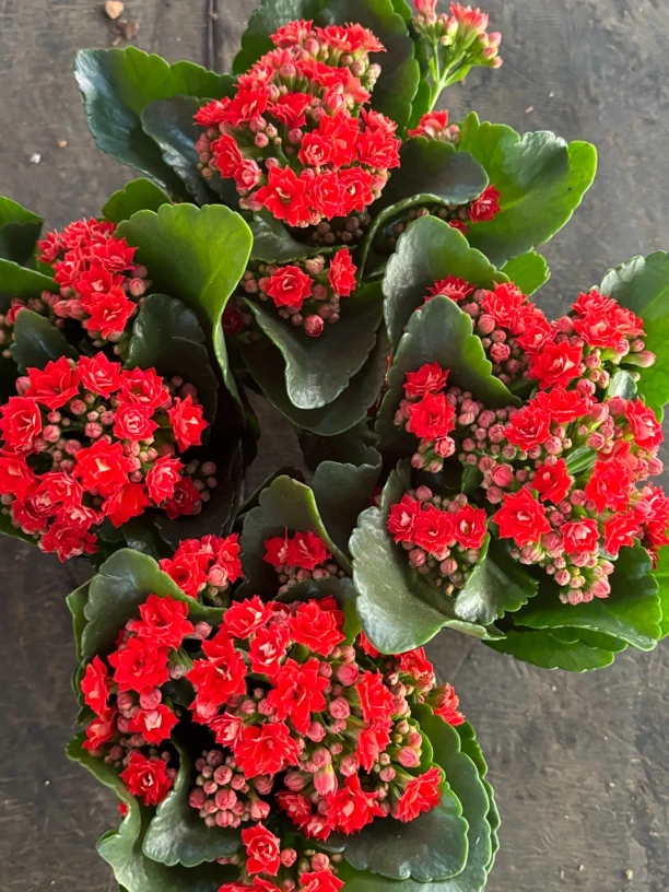 红色长寿花重瓣长寿花原盆原土绿植室内室外阳台四季开花好养