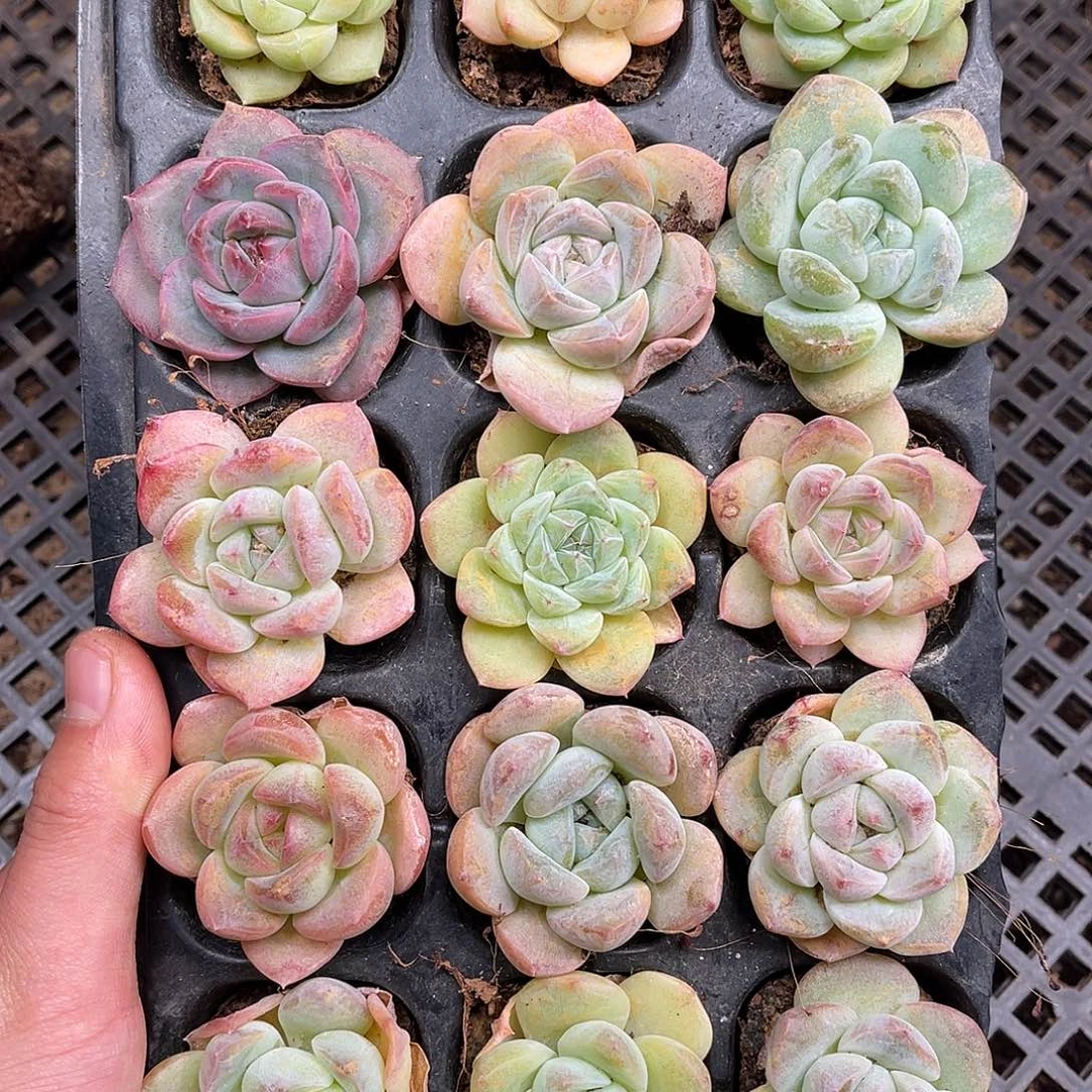 多肉一物一拍16-19