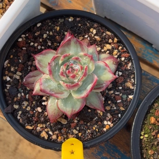 5惊鸿仙子 夏鸣园艺