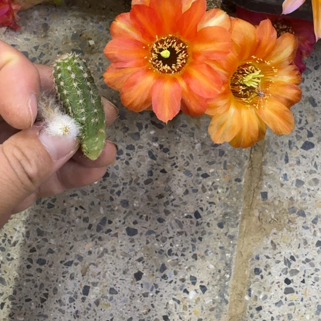 315白檀火焰无根侧牙小3个，20包邮