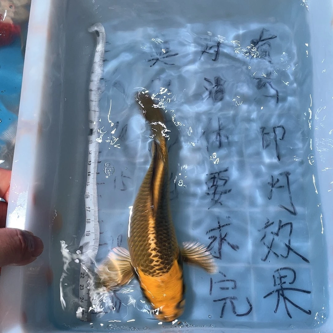 蝴蝶鲤渔场直发91