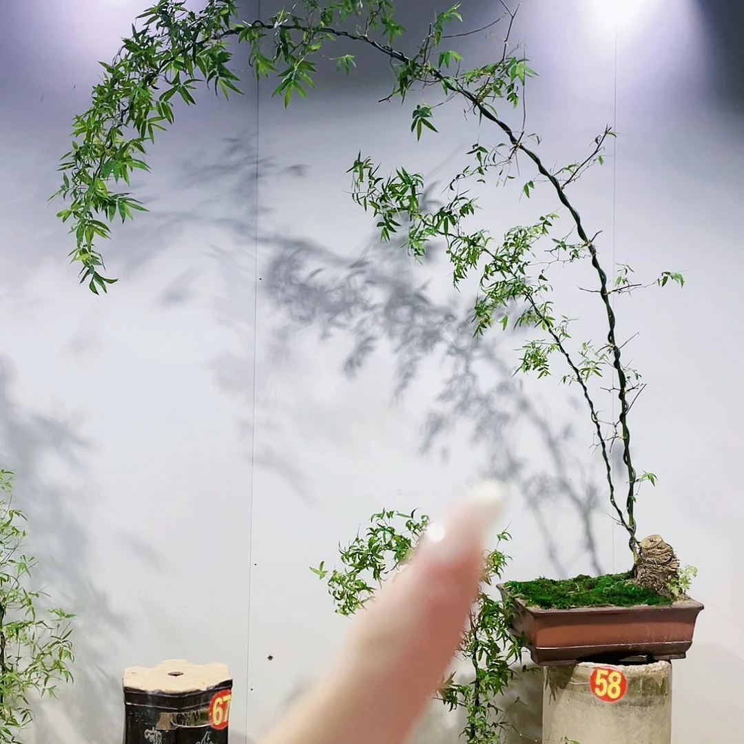 幸***1小叶簕竹熟桩陶瓷盆一物一拍