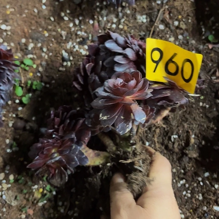 多肉植物黑寡妇缀960