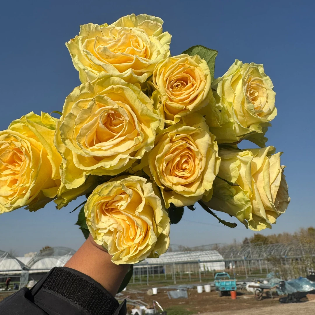 老磨盘【托斯卡纳】月季